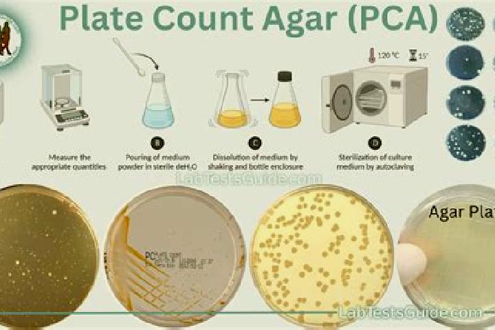 escort Agar