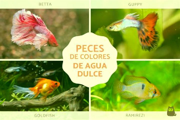 escort Agua Dulce