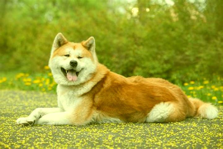 escort Akita