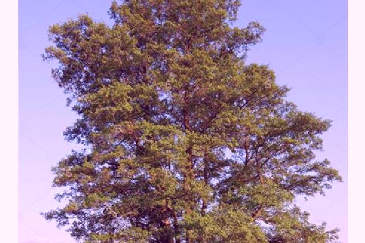 escort Albero Alto