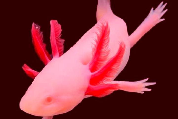 escort Albino