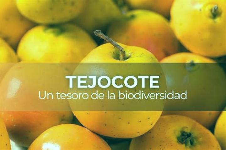 escort Ampliacion el Tejocote