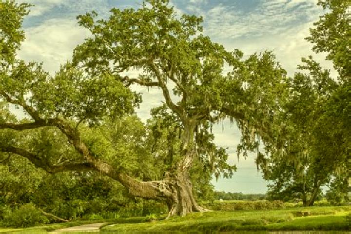 escort Ancient Oaks