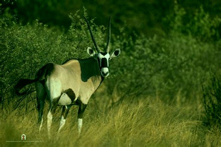 escort Antelope