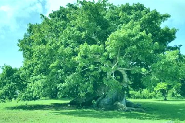 escort Arbol Grande