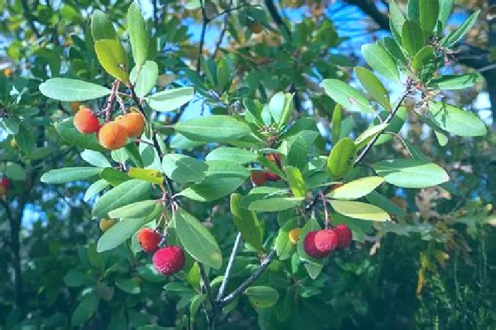 escort Arbutus