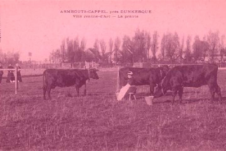 escort Armbouts-Cappel