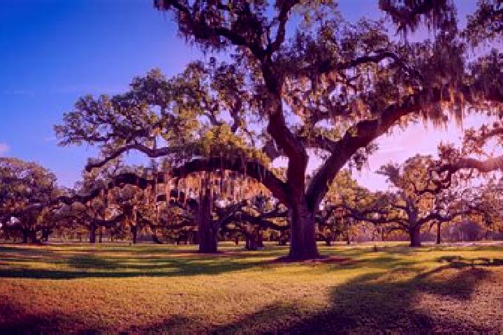escort Audubon Park