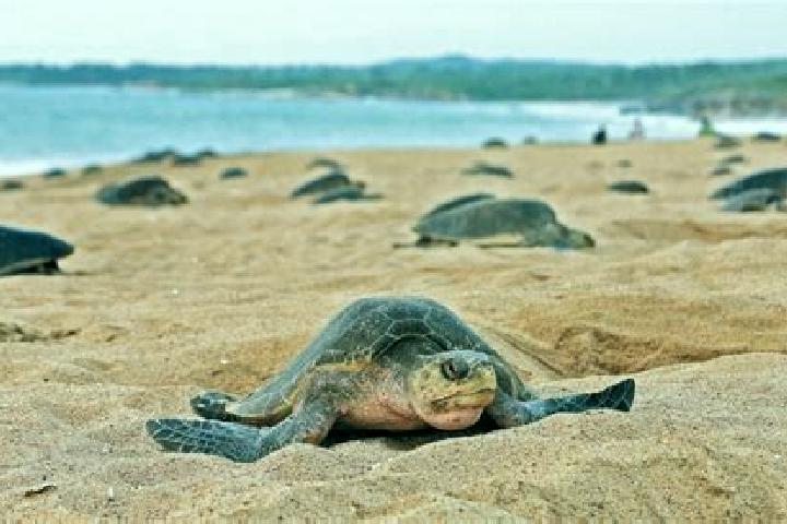 escort Bahia Tortugas