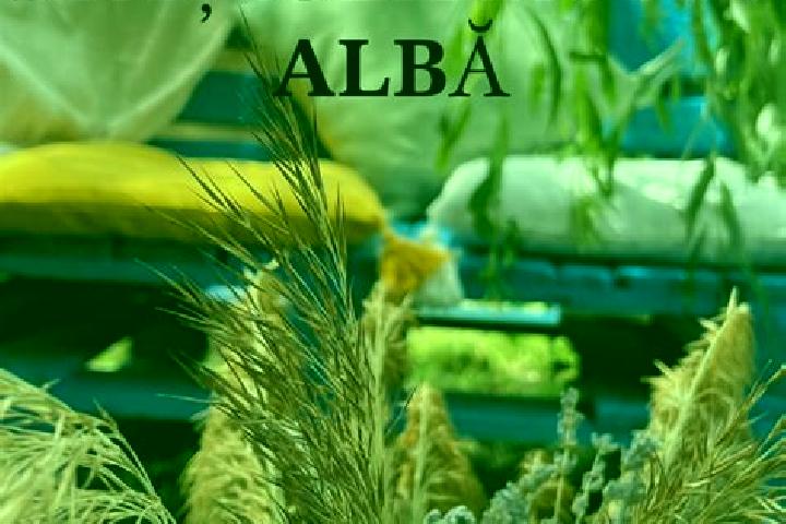 escort Balta Alba