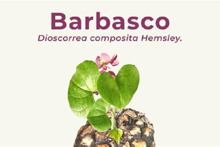 escort Barbasco