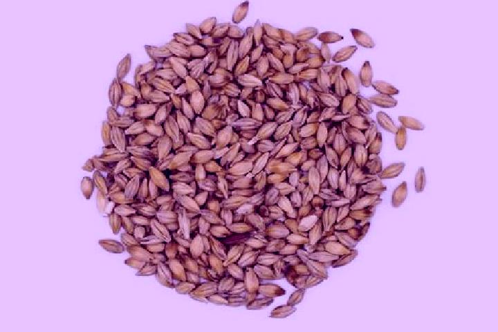 escort Barley