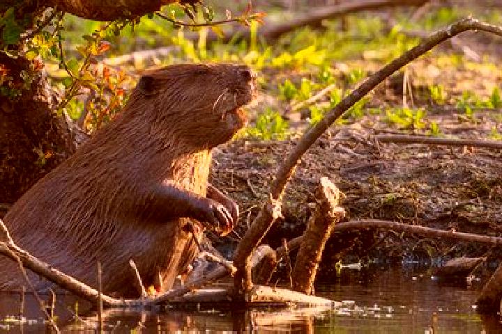 escort Beaver Bank