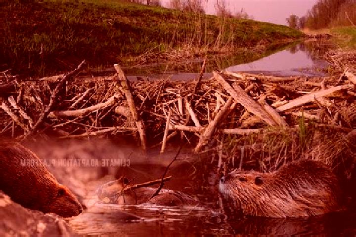 escort Beaver Dam