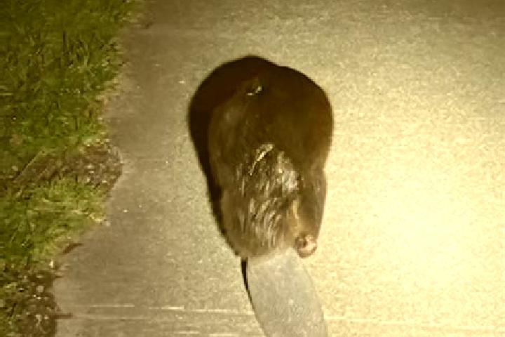 escort Beaver