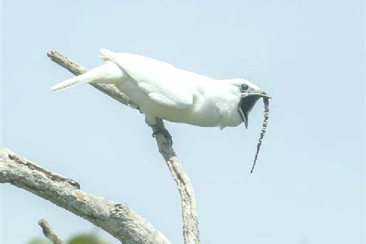 escort Bellbird