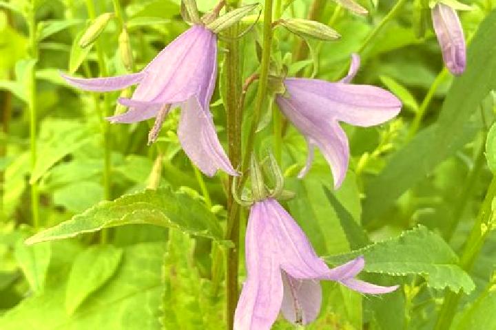 escort Bellflower