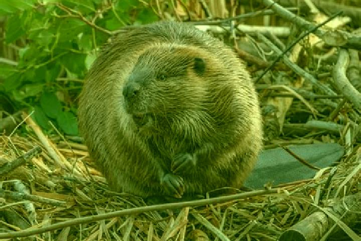 escort Big Beaver