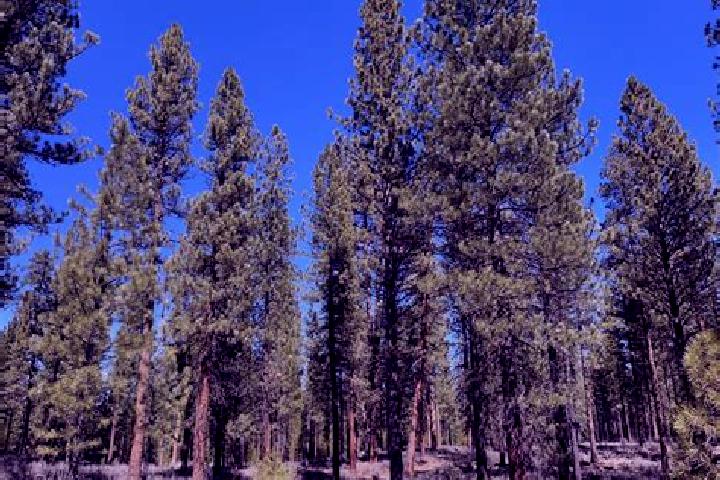 escort Big Pine