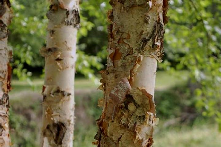 escort Birch Tree