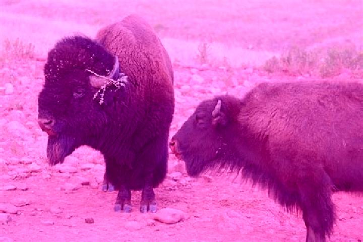 escort Bison