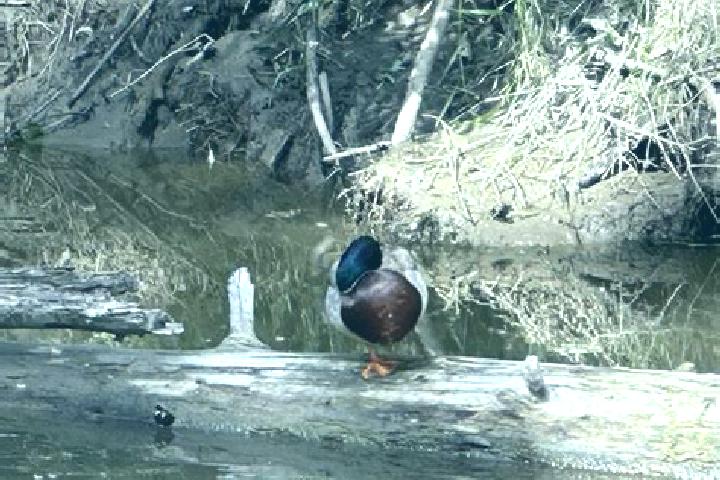 escort Blackmud Creek