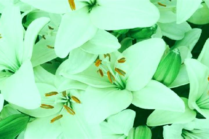 escort Blancos