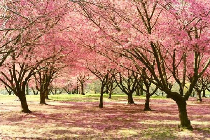 escort Blossom Park