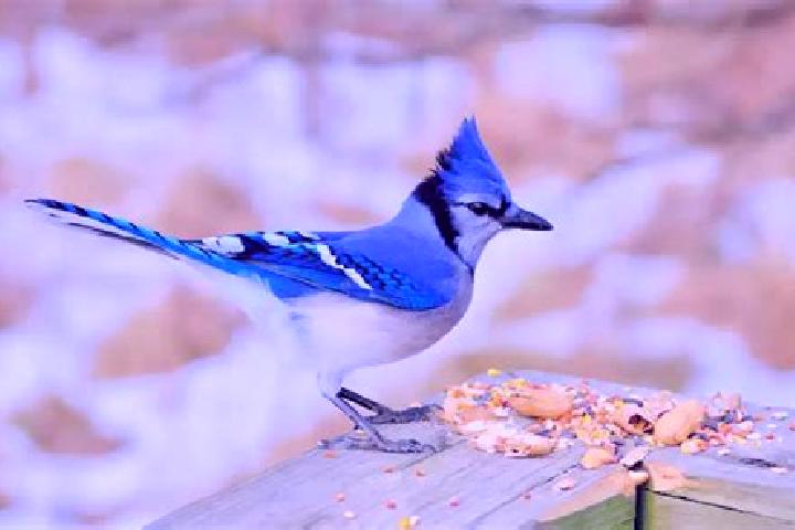 escort Blue Jay