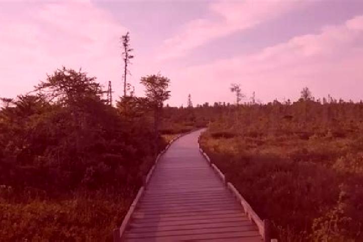 escort Bog Walk