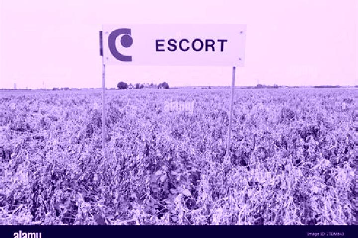 escort Borden