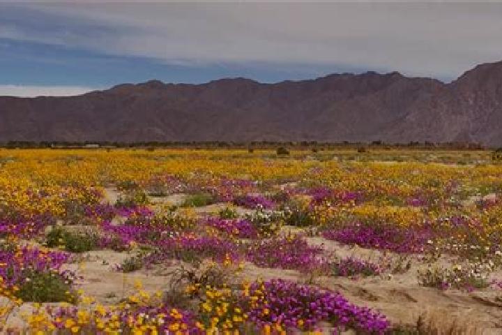 escort Borrego Springs
