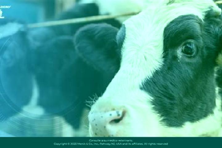 escort Bovina