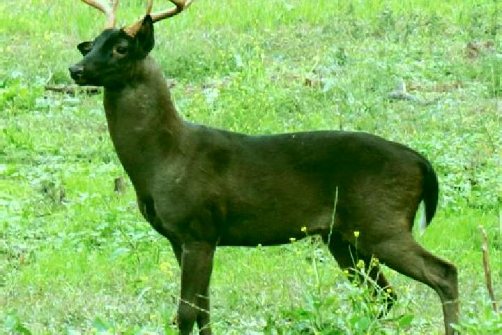 escort Brown Deer