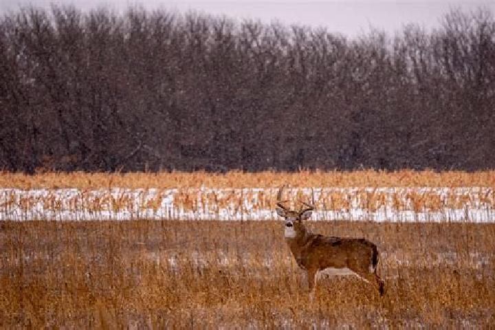 escort Buckmaster s Circle
