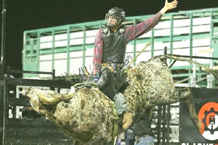 escort Bull Savannah