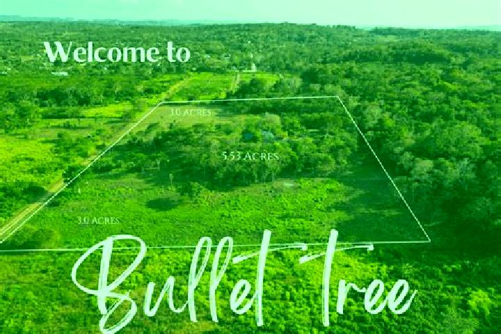 escort Bullet Tree Falls