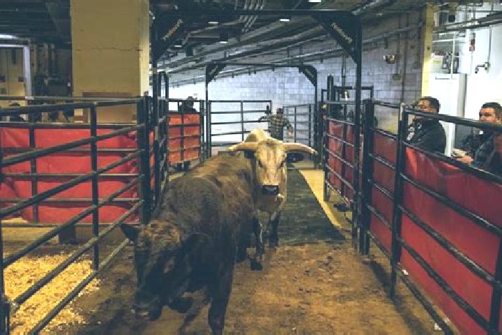 escort Bulls