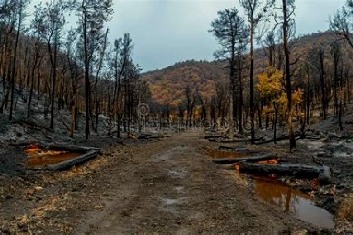 escort Burnt Forest