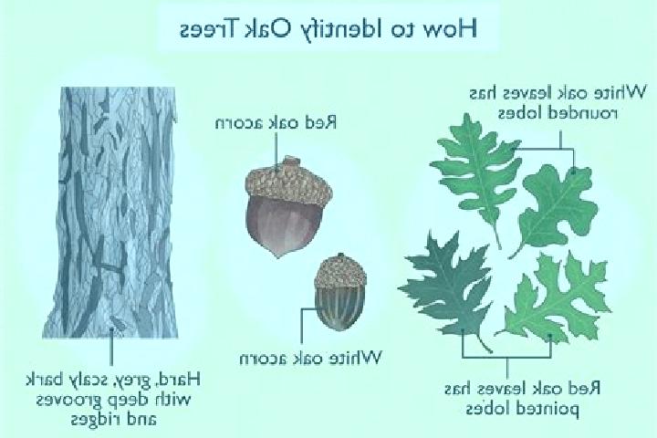 escort Burr Oak