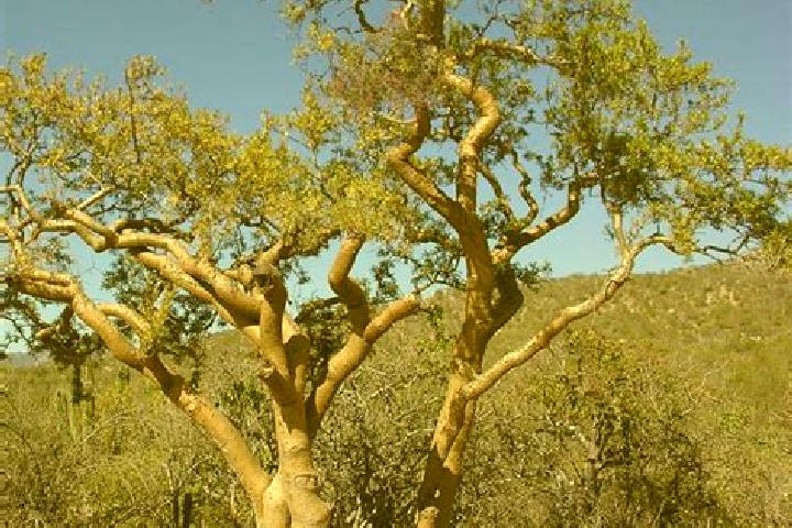 escort Bursera