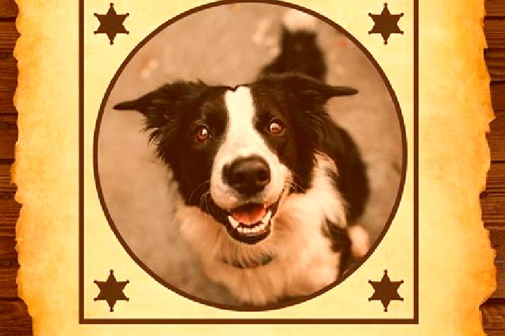 escort Busca