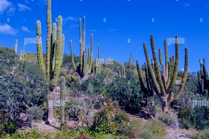 escort Cactus Forest