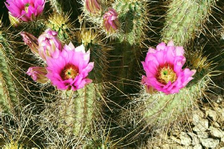 escort Cactus