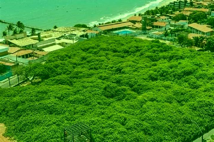 escort Cajueiro da Praia