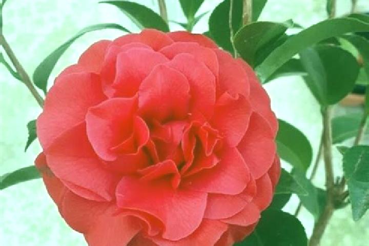 escort Camelia Roja