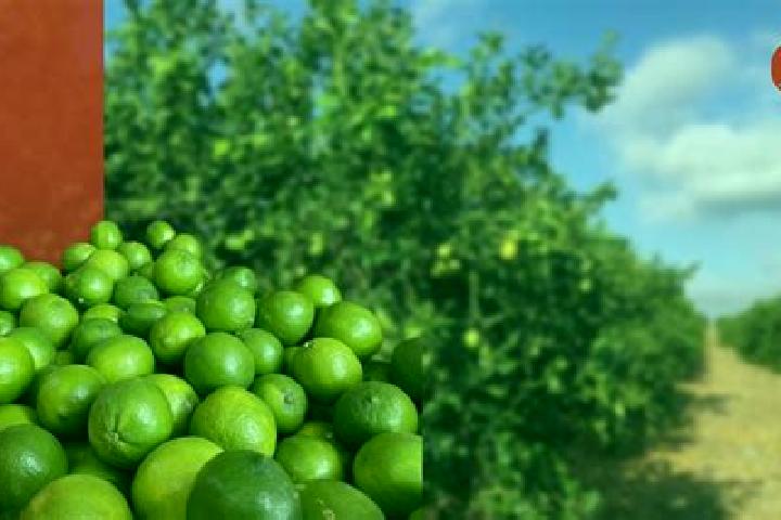 escort Campo de los Limones