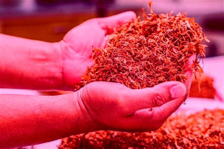 escort Canada del Tabaco