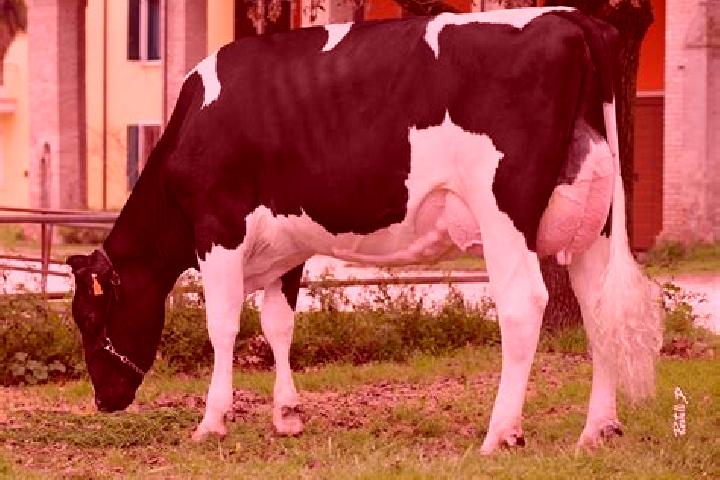 escort Canneto sull Oglio