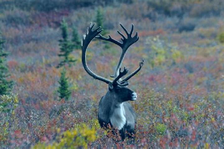 escort Caribou